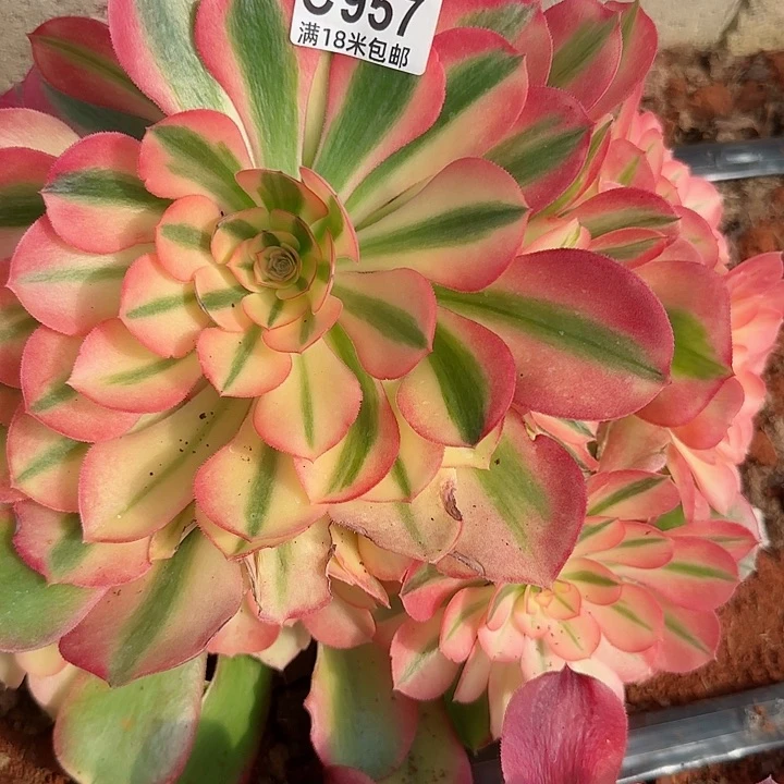 用****9多肉法师香妃朵朵