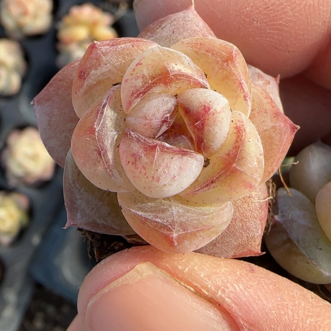 小卡拉米糖心一物一拍