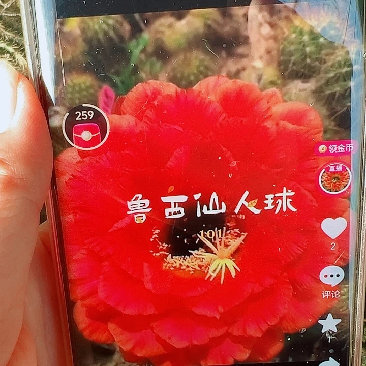 毛花柱101  带根   15公分左右  微瑕疵