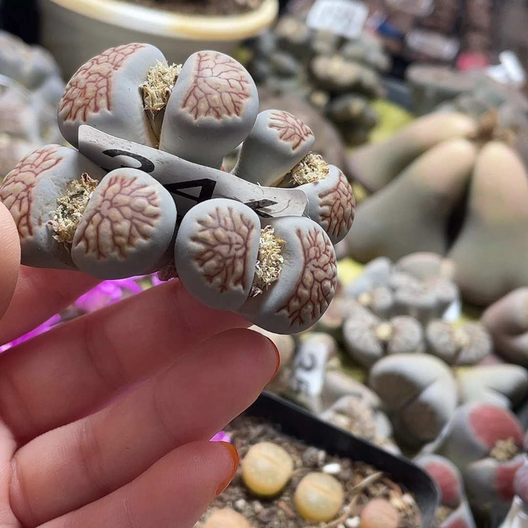 生石花一颗346000