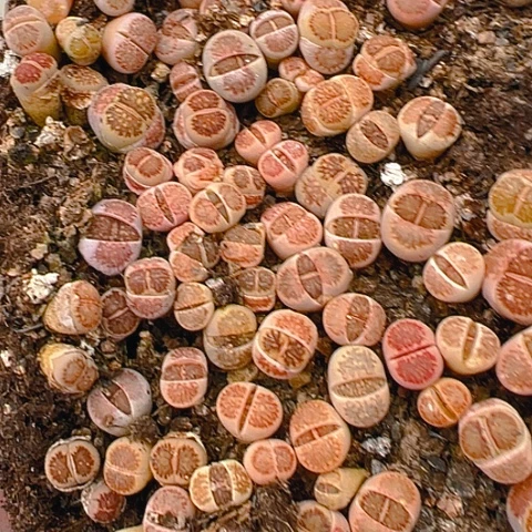 肉****ღ21093团团圆圆呀