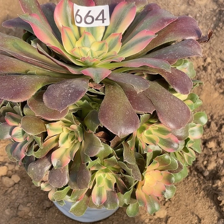 肉***肉664香妃对肉植物的