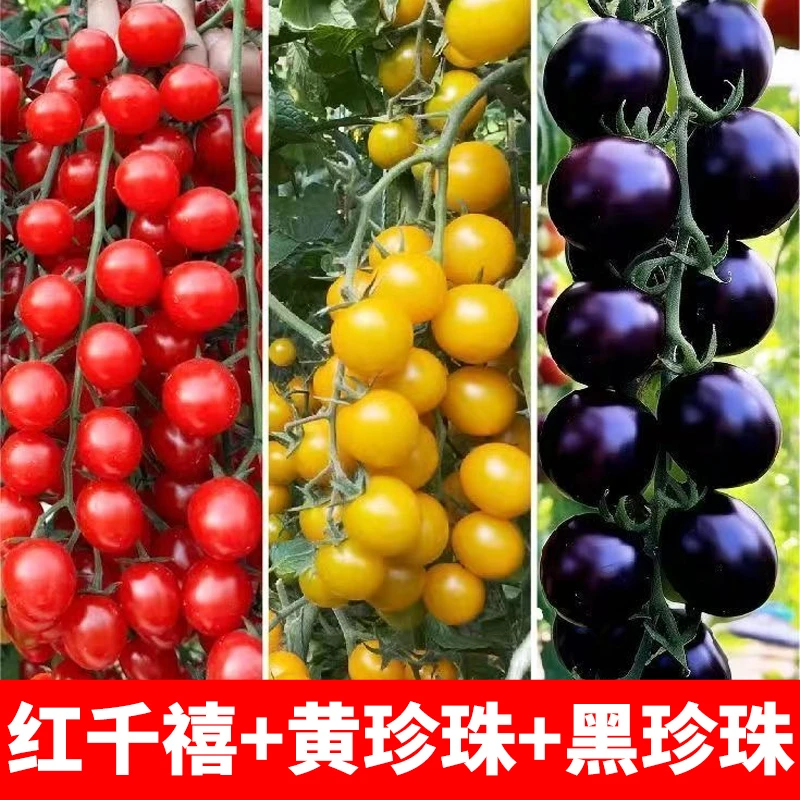 寿光红千禧黑珍珠黄珍珠草莓番茄大毛粉盆栽地栽柿子苗