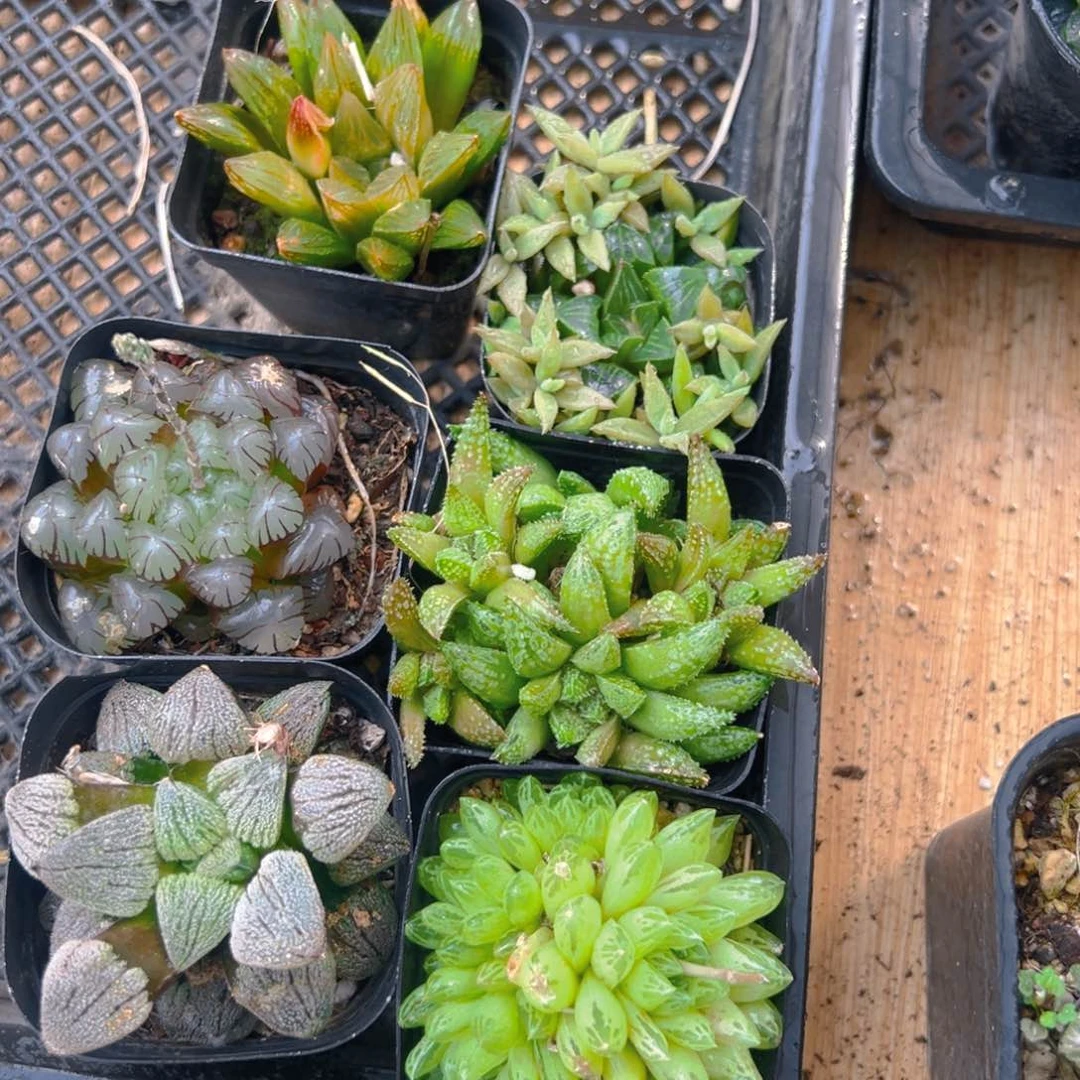 套餐玉露多肉多肉多肉0