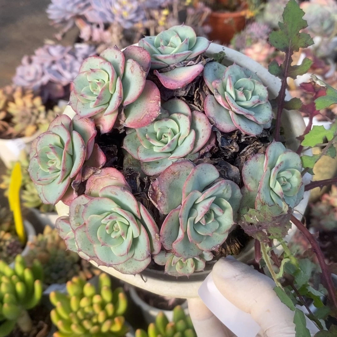 3205奶油黄桃一物一拍