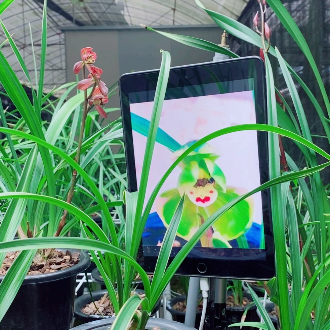 大部分花苞少量开放