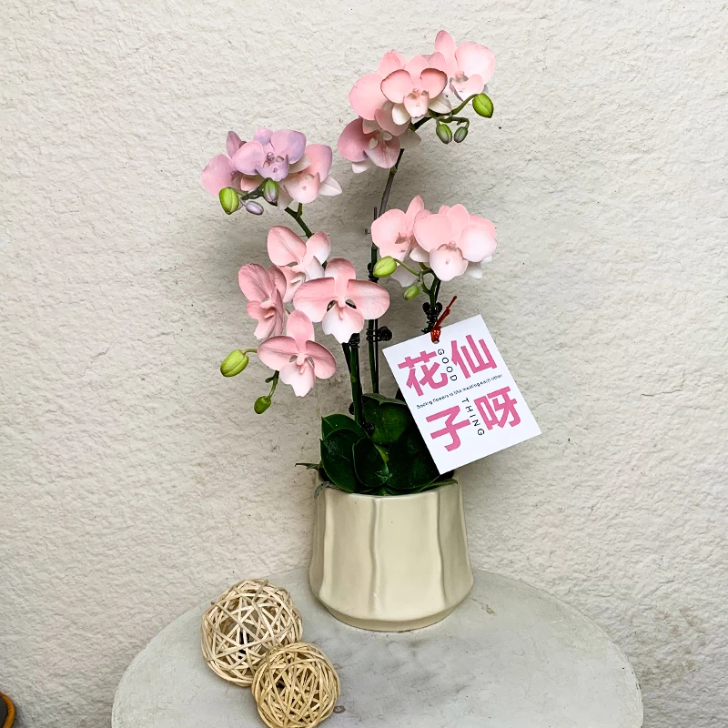 【火烈鸟】欧洲鲜花蝴蝶兰 植物喷染工艺轻粉色系家居摆放高端花卉