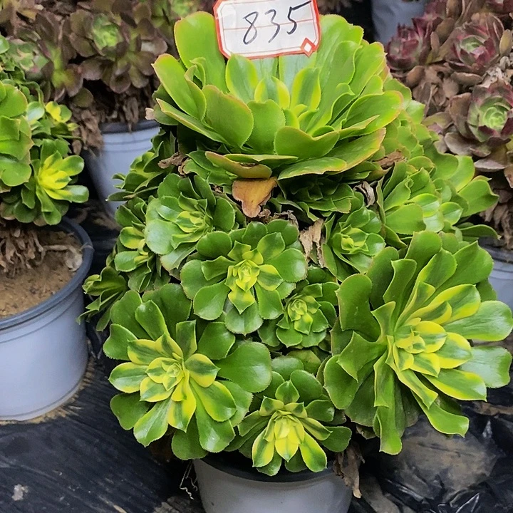 新尼亚老桩捧花835号