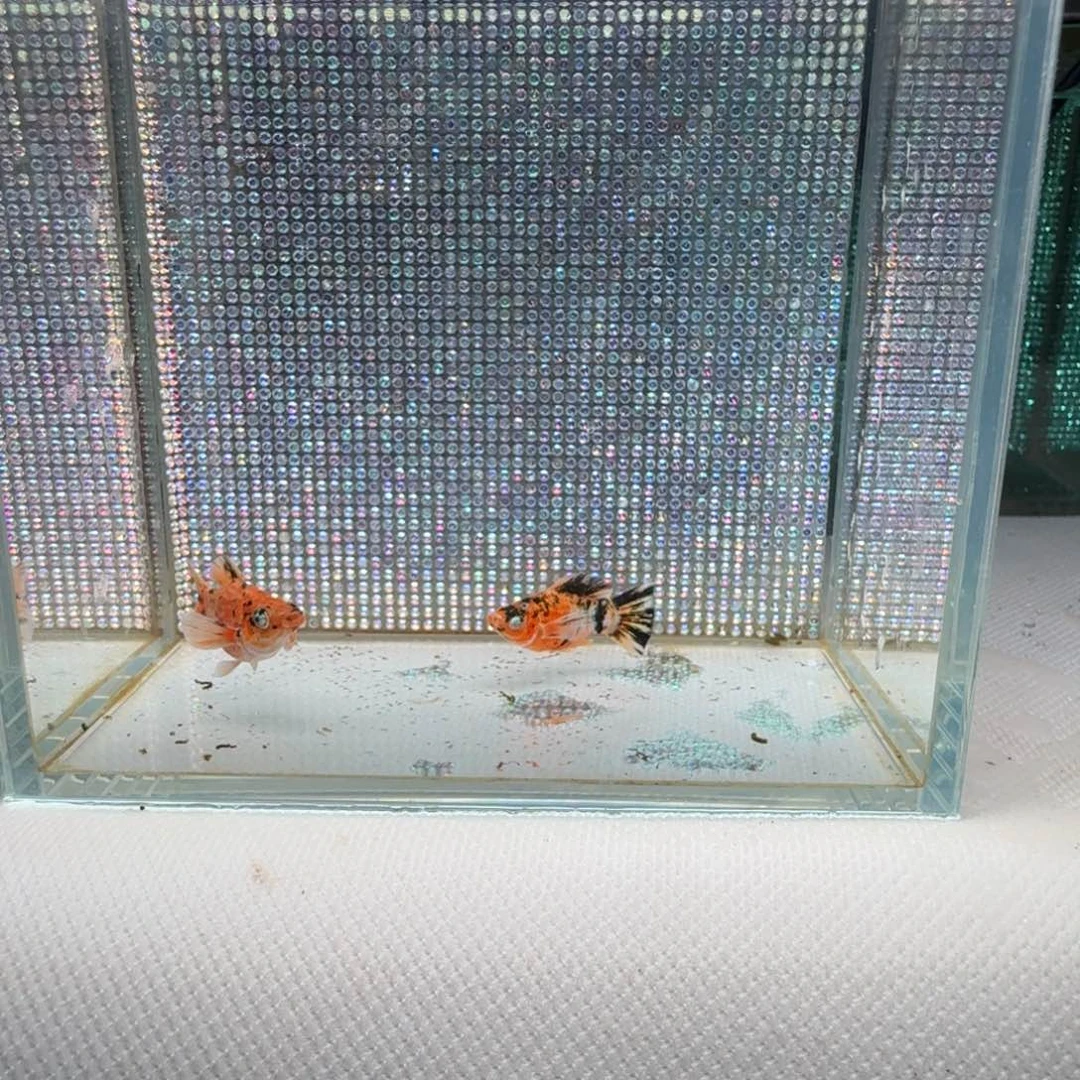 黑玛丽鱼15 花豹对鱼