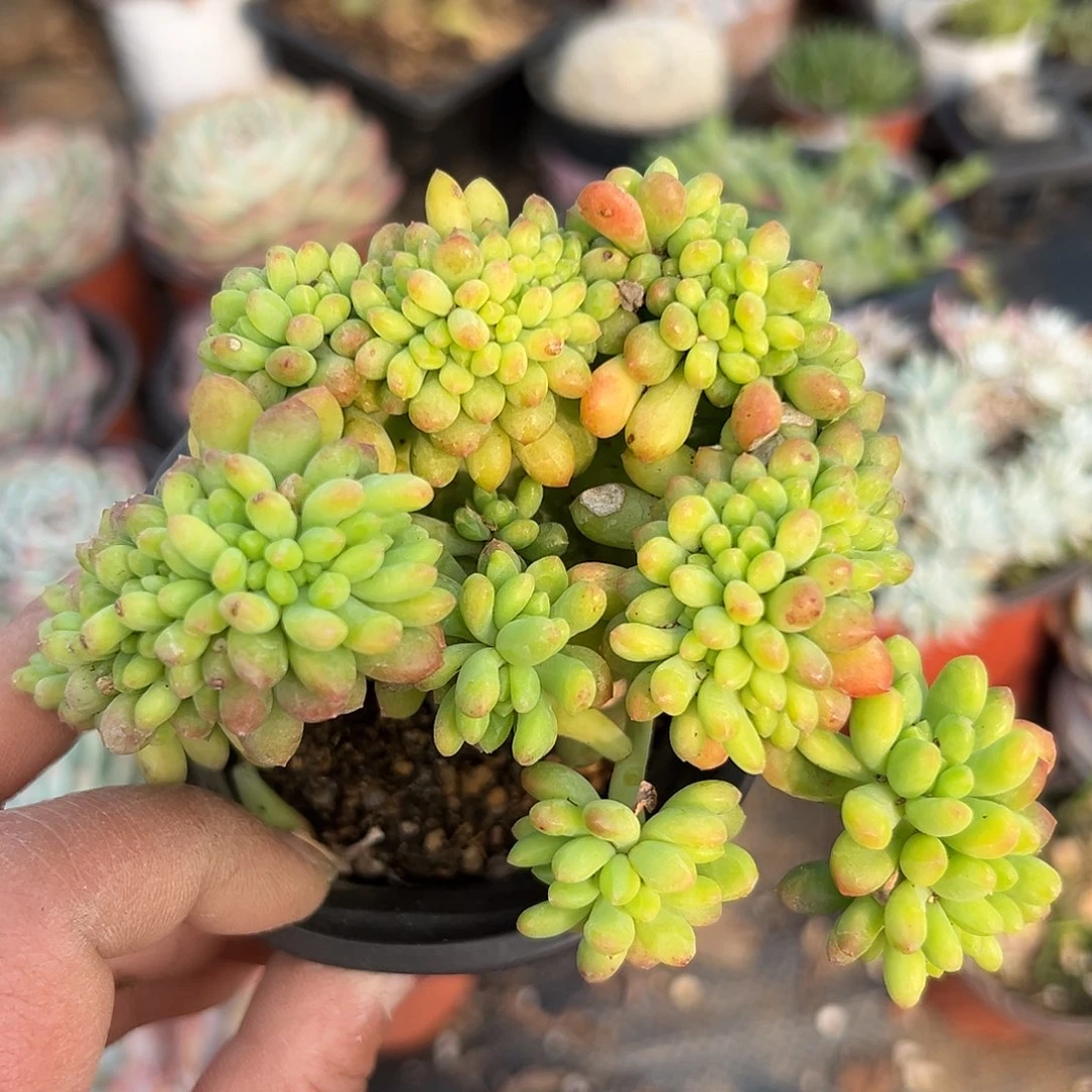 多肉植物春萌缀化化