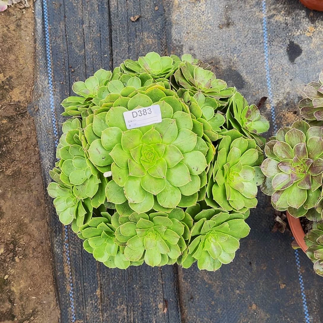 多肉植物383万圣节拉丝