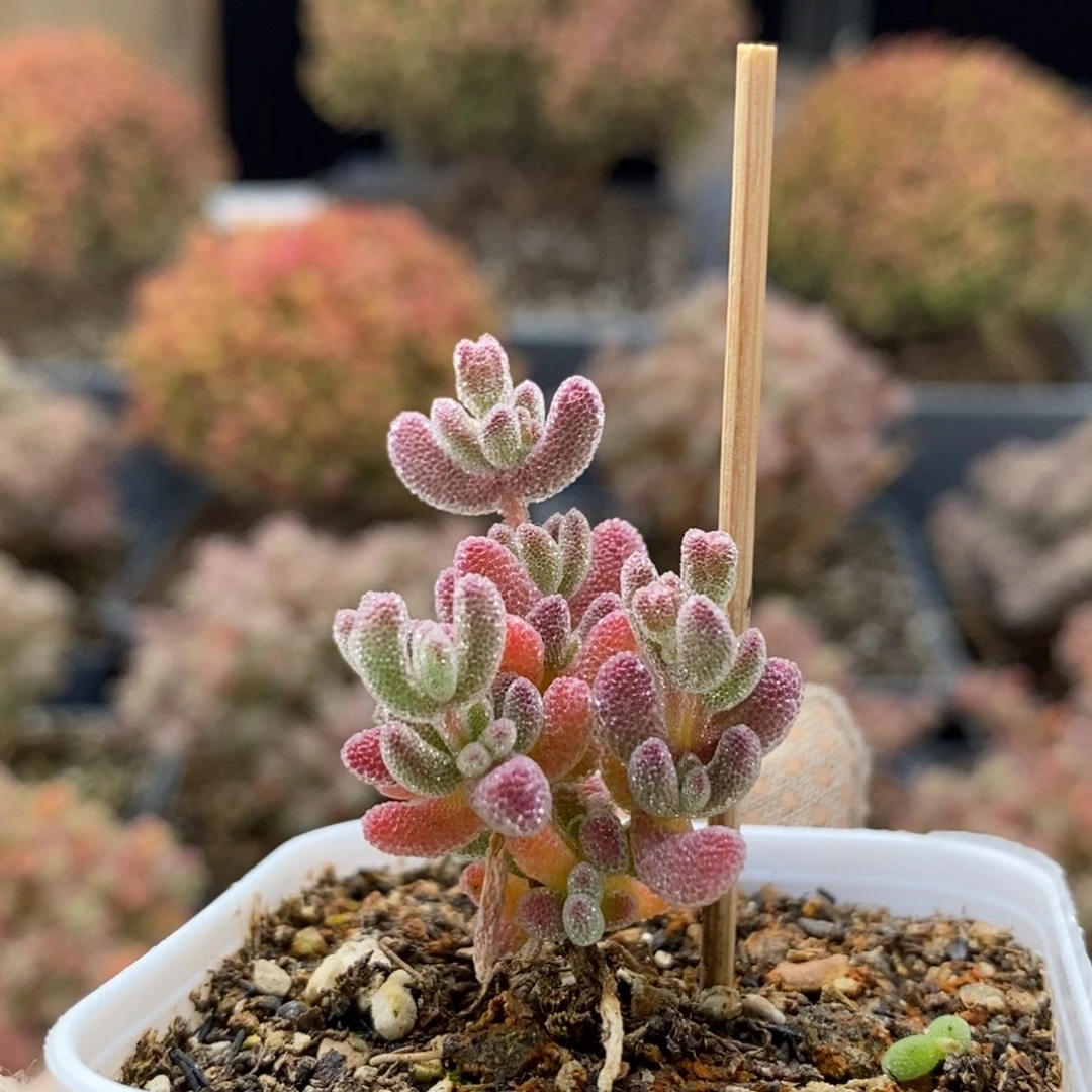 绯*优选冰晶杂5212枝干番杏