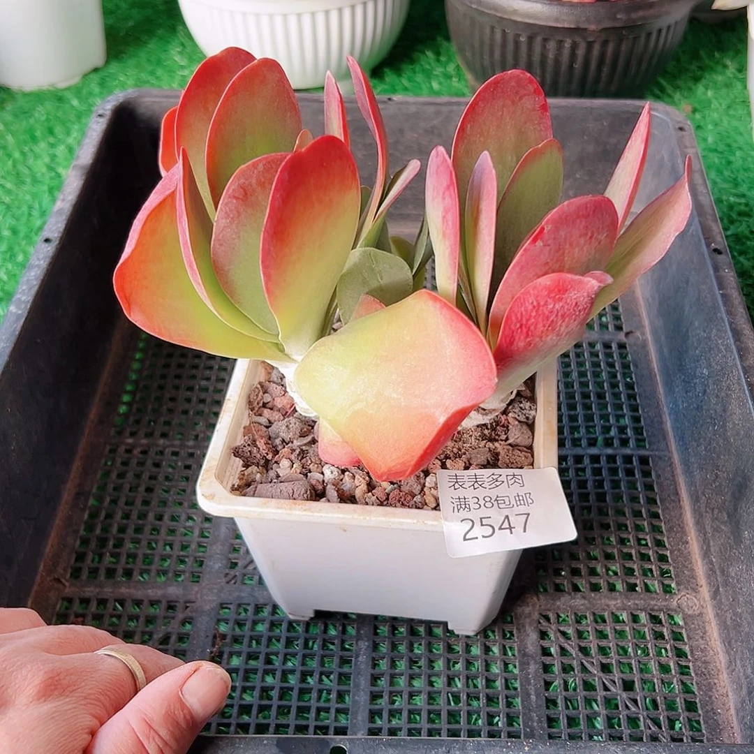 多肉一物一拍植物2547