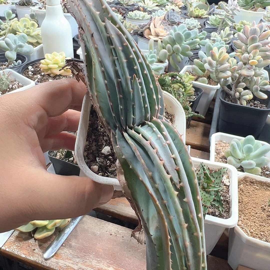 推进器芦荟 小方花圃一单包邮非偏远