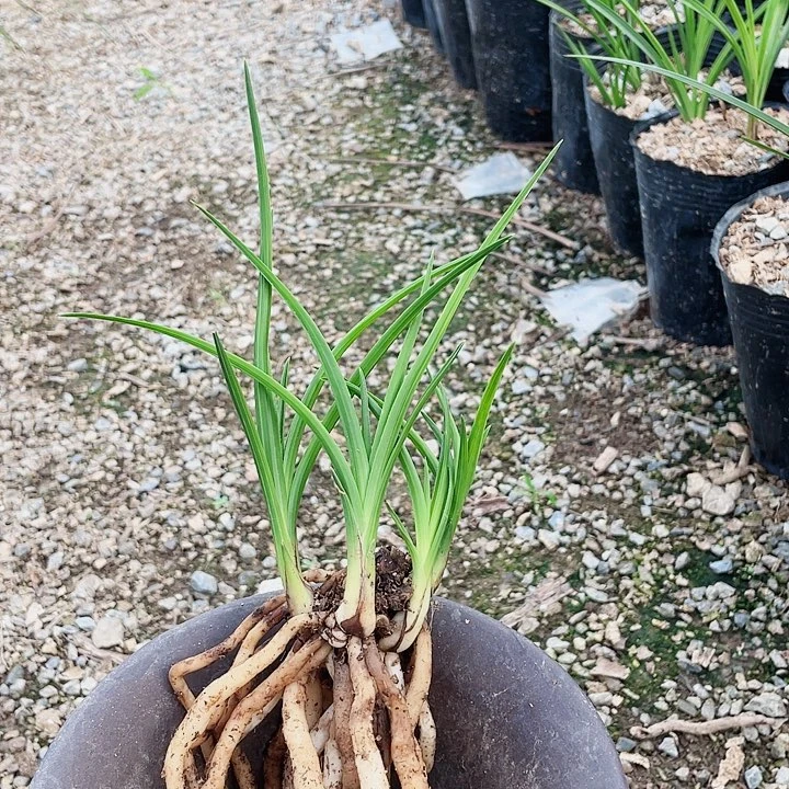 当前无花栽培后可以开花风*