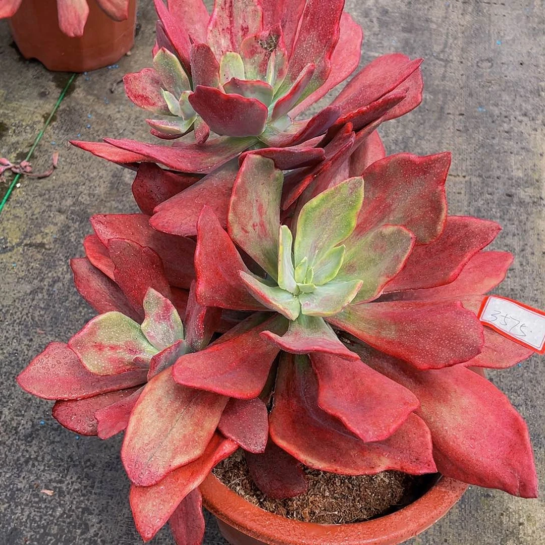 钻石锦多肉植物群3575