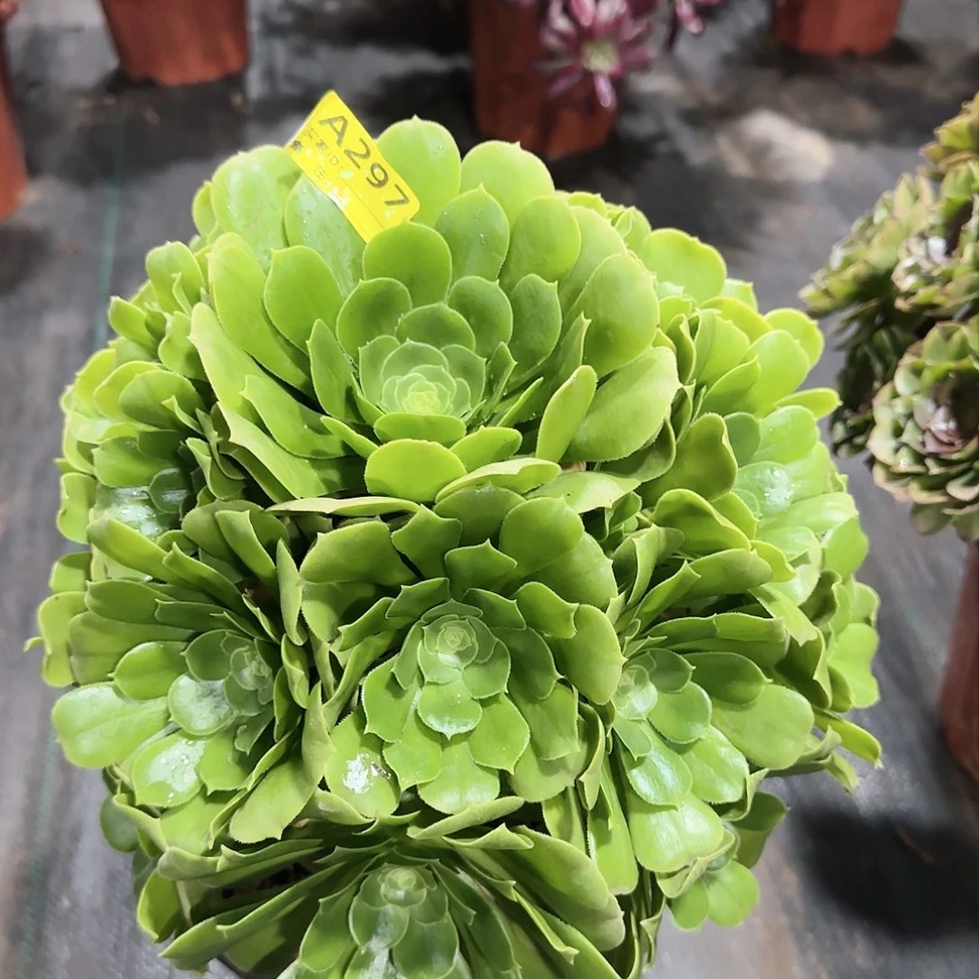 绿羊绒297多肉多肉