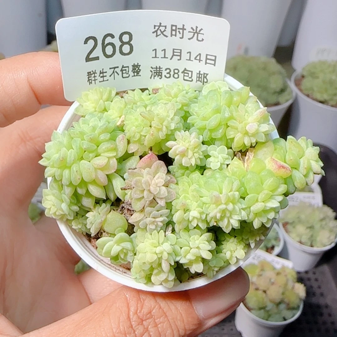 1114-268麦杆缀花