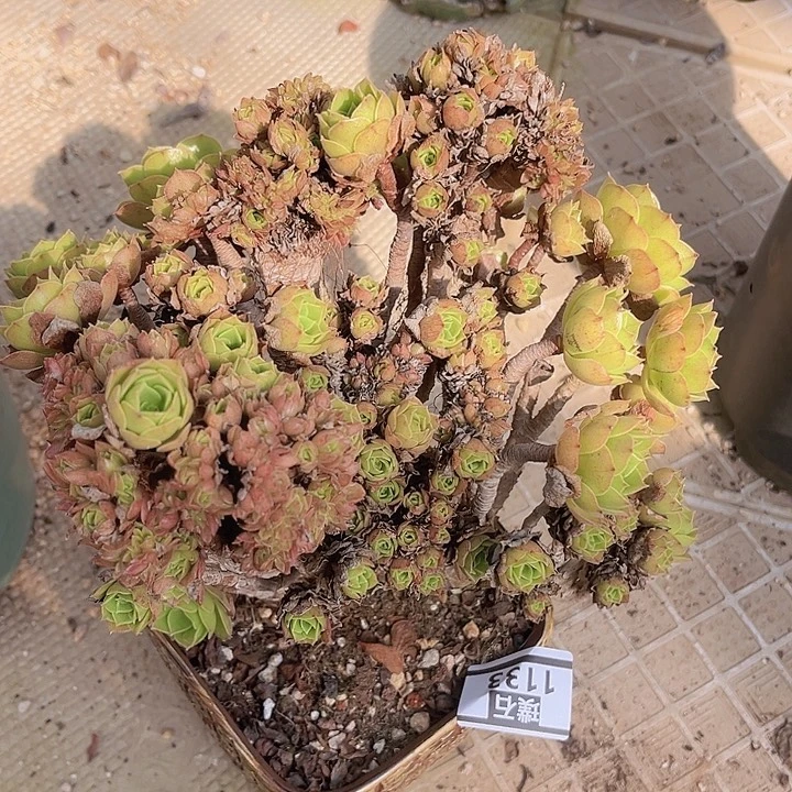 玫瑰法师朵朵缀1133多肉植物