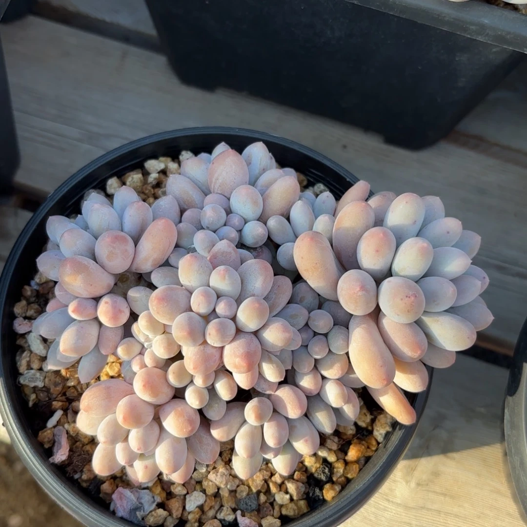 无花朵汤圆无砍自然群