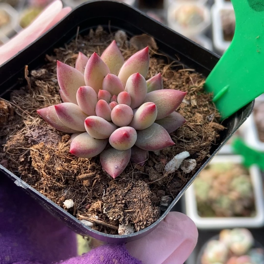 663余美人多肉植物保护