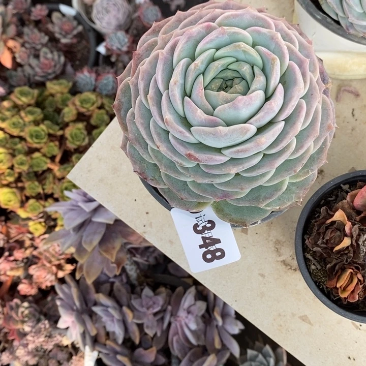 落***秋348纯爱多肉植物多肉