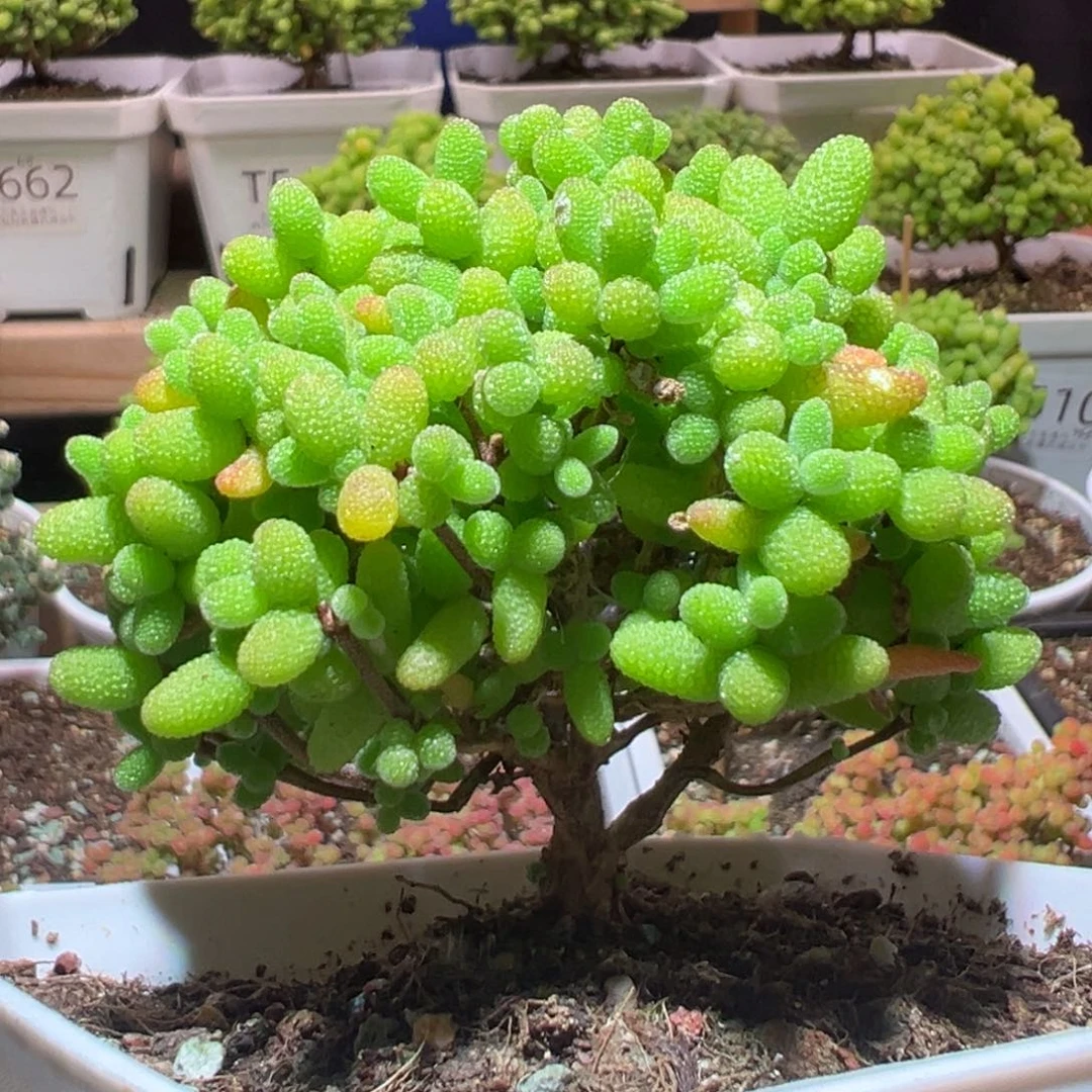 J110金桔带盆土发货一物一拍