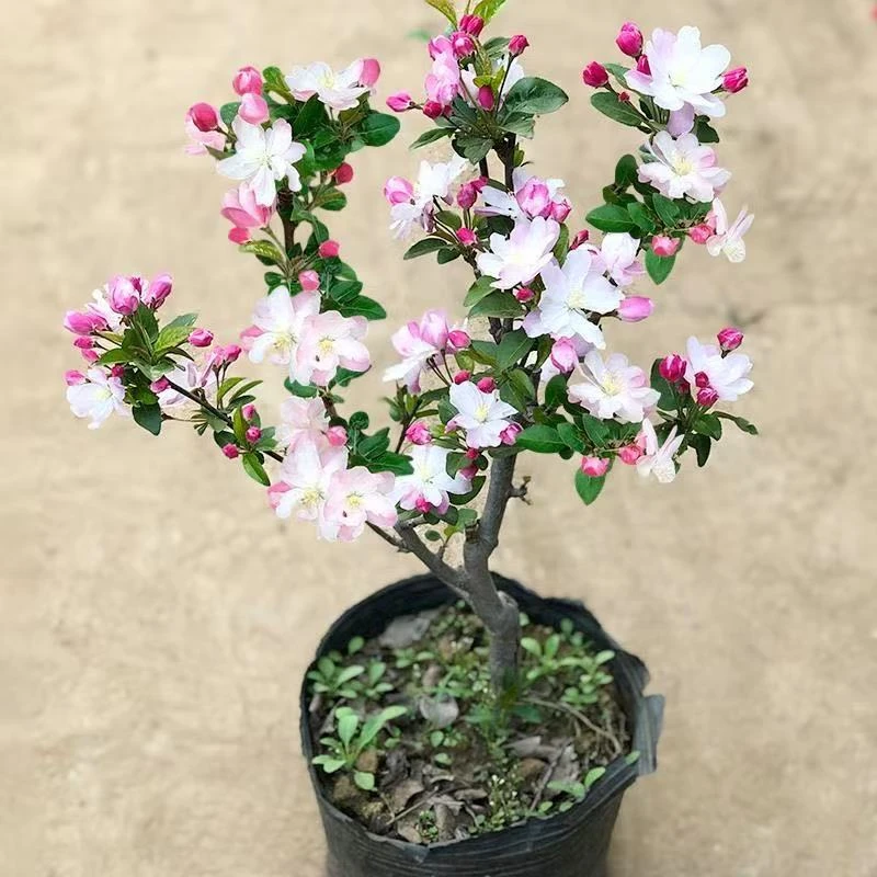 老北京西府海棠，海棠名品，稀有海棠