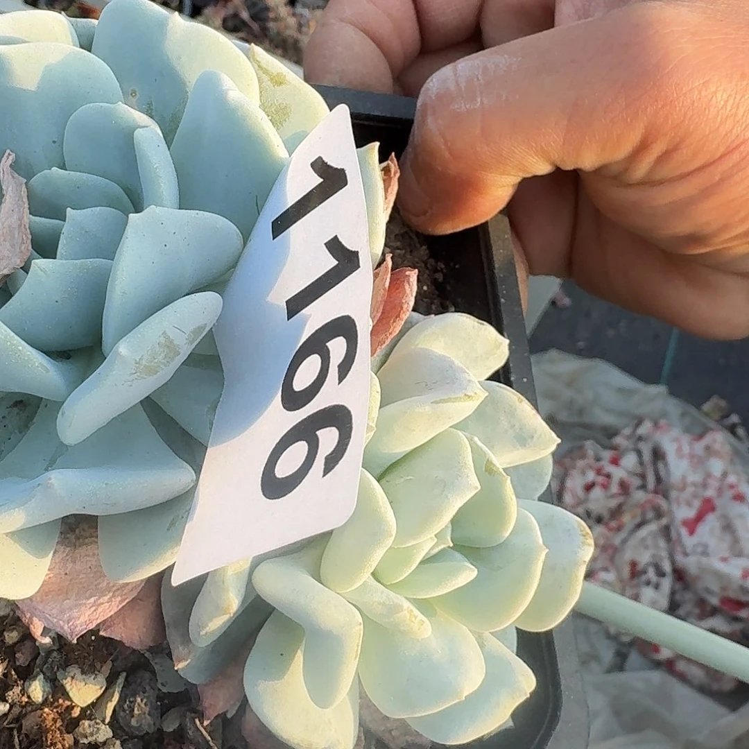 夏*31316464664646464