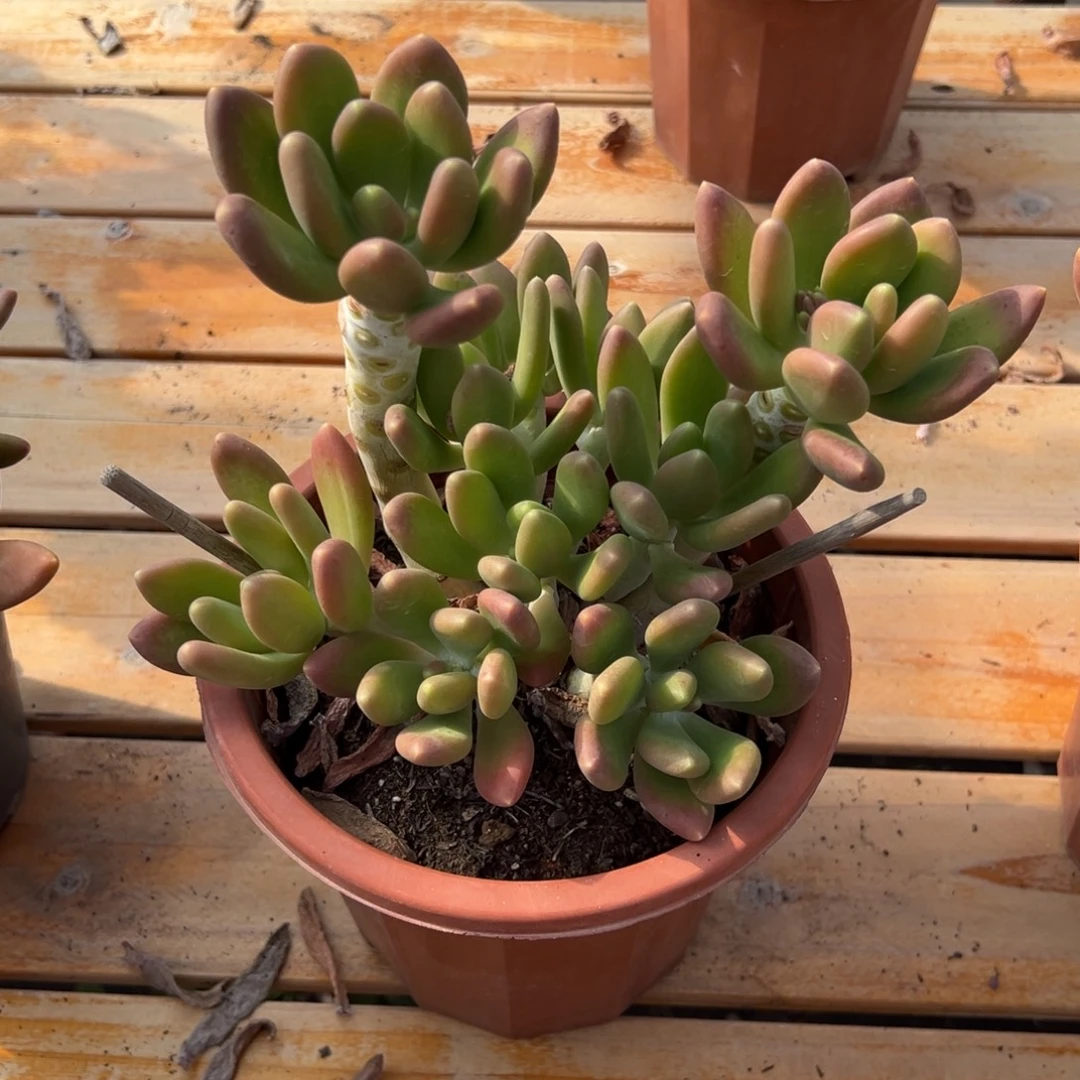 多肉金蝉【非偏远地区满18包邮】