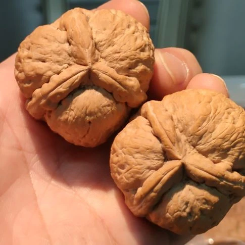 把件文玩核桃金****牛粗筋三棱