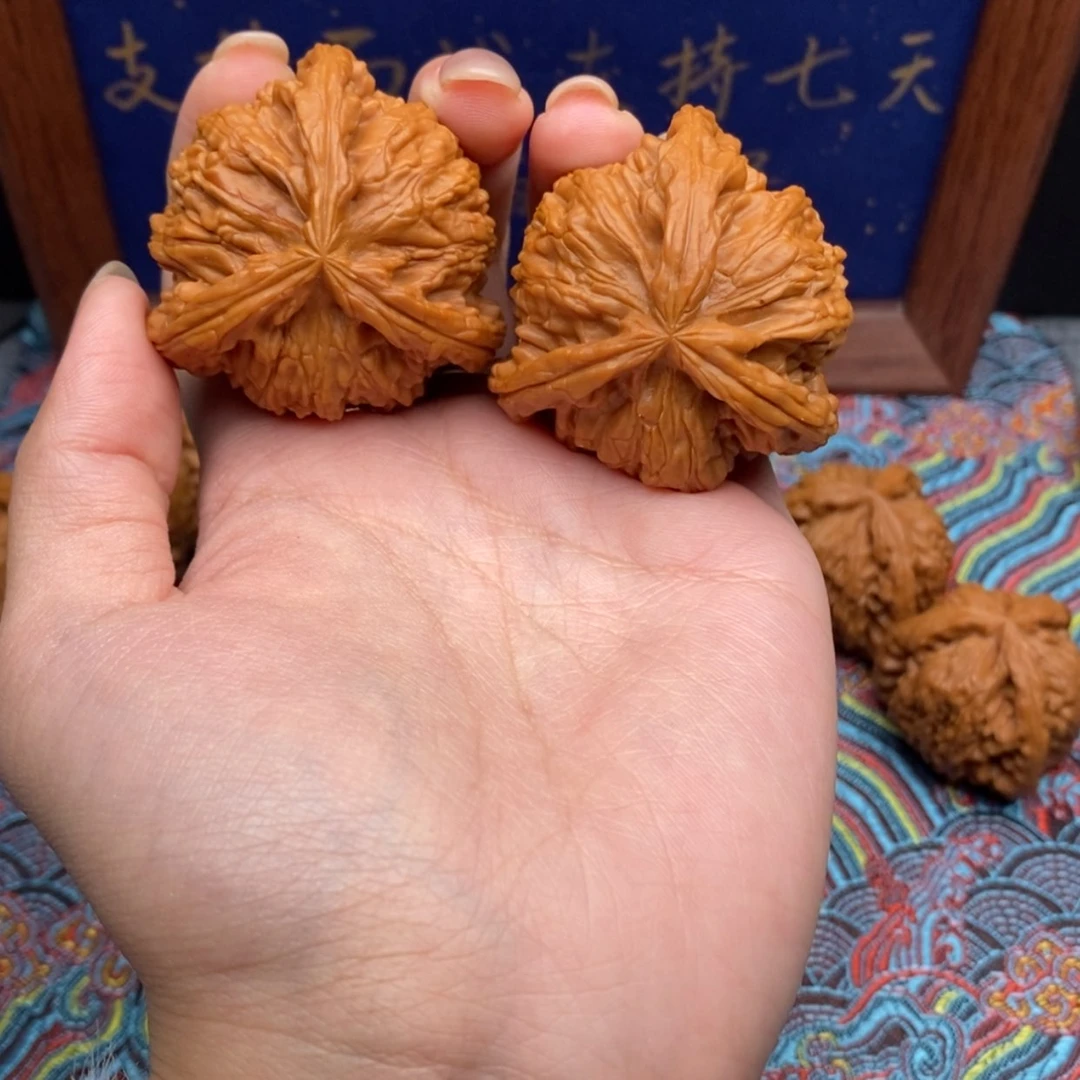 【闪购商品】驯***k白狮