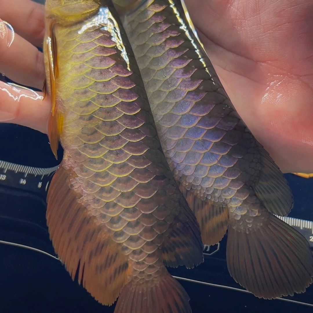 龙鱼热带淡水金龙鱼古典