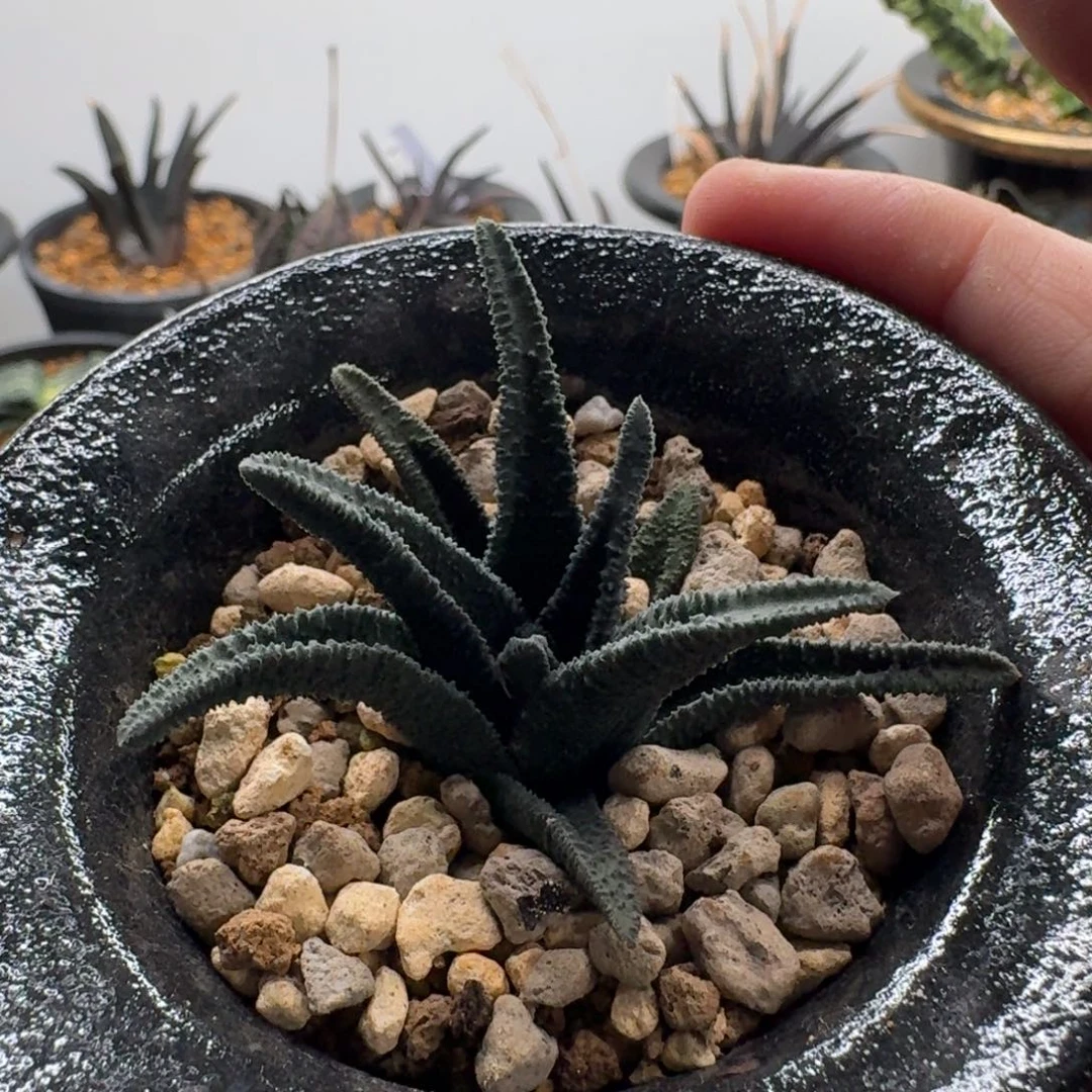 史扑农场索迪达不带盆