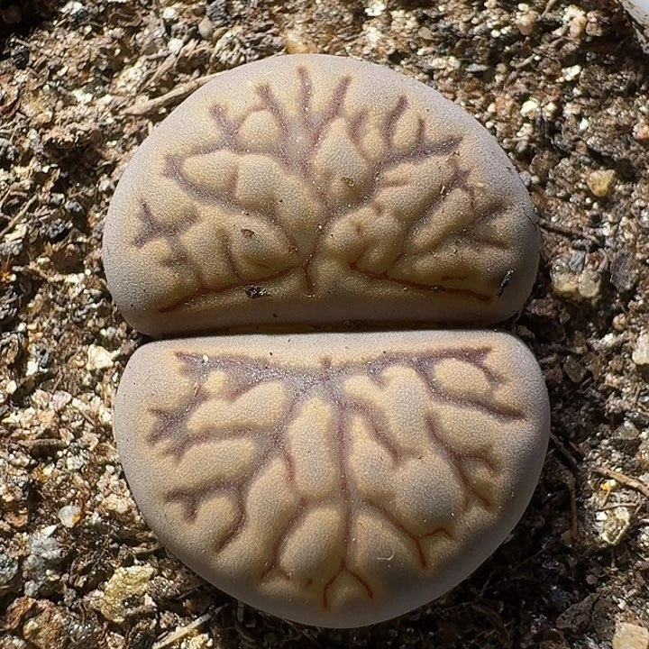 生石花122222。   518