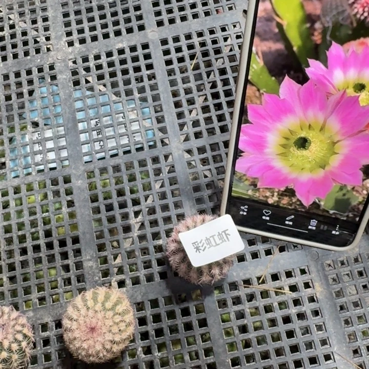 204彩虹虾歪3公分左右无根侧牙，20包邮