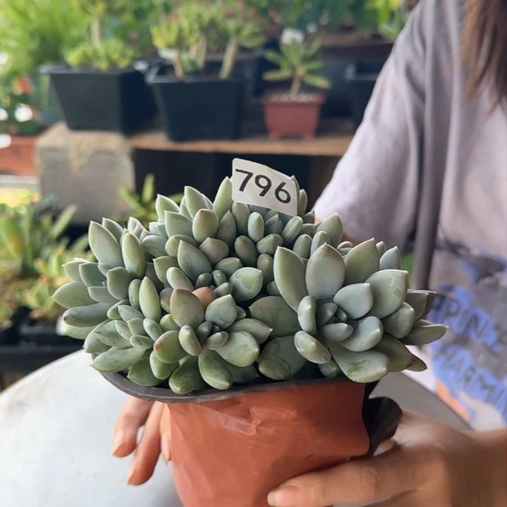 796号 一物一拍 一物一拍