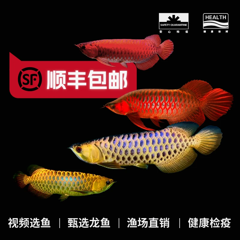 印尼红龙鱼活鱼苗美丽硬骨舌鱼蓝底过背金龙鱼淡水观赏鱼热带鱼