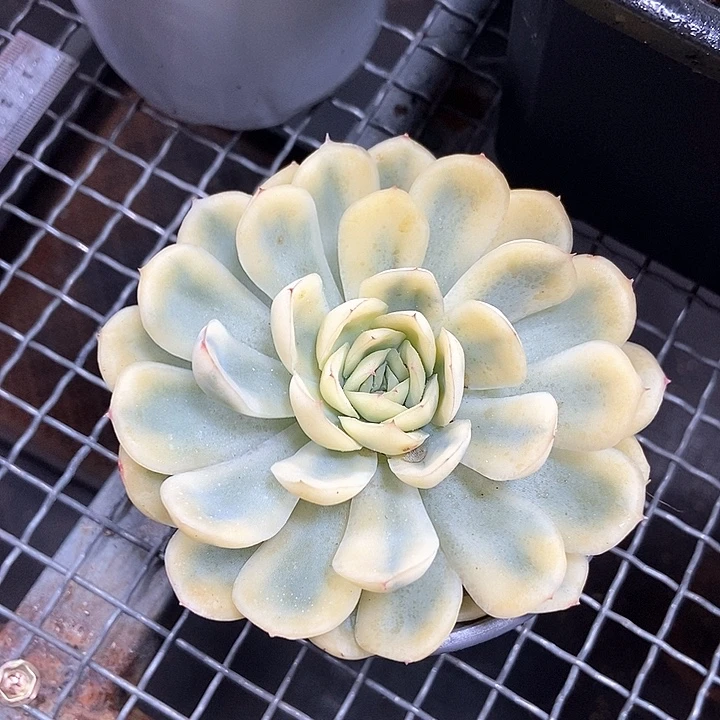 草莓冰锦多肉植物