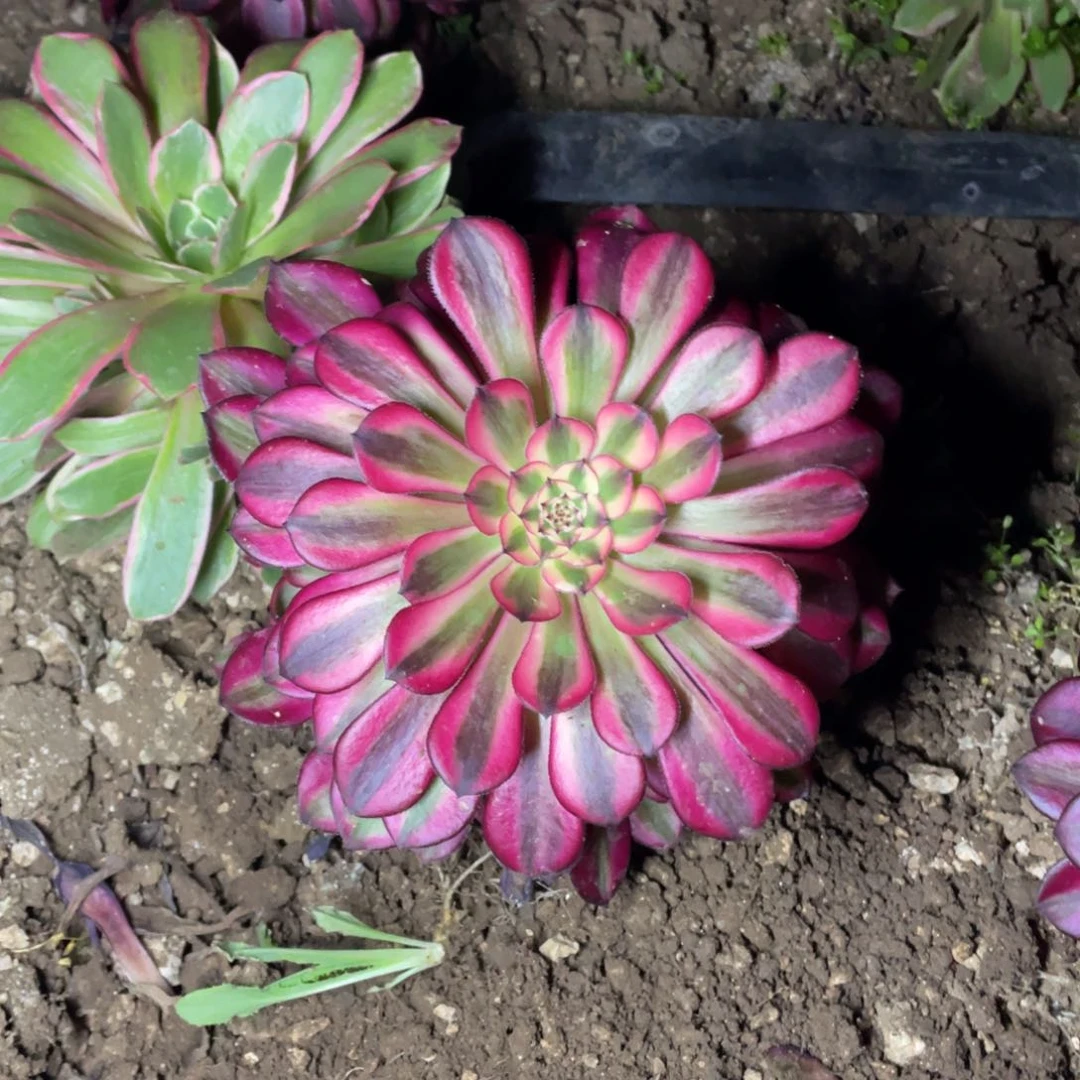 黑瞳超白福利多肉法师断枝不包