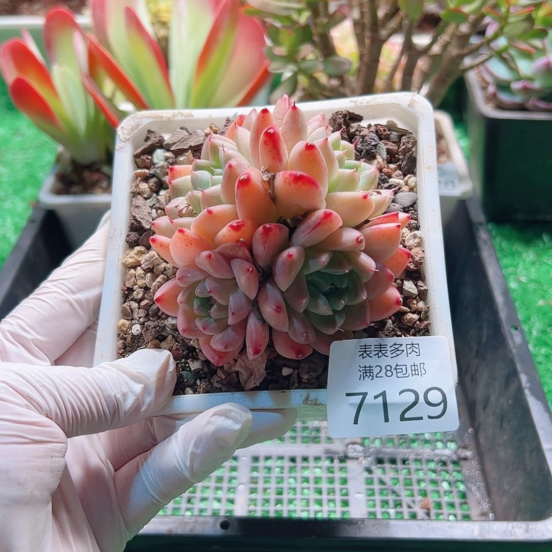 无花朵多肉一物一拍7129