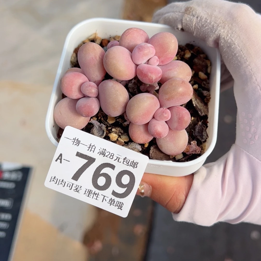 桃蛋多肉多肉多肉多肉多肉多肉多肉