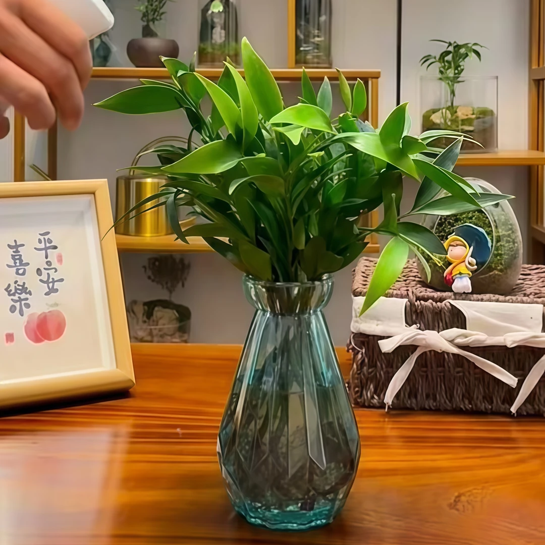驱蚊竹柏水培盆栽植物室内四季常青客厅绿植花卉好养办公桌桌面