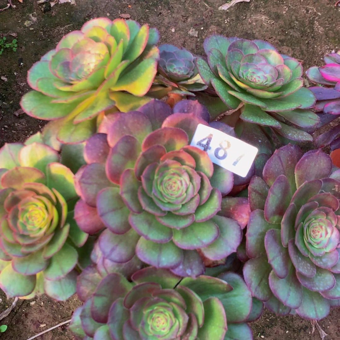 【闪购商品】487万多肉