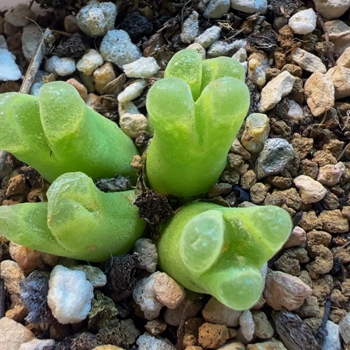 40多肉植物百科冰风铃