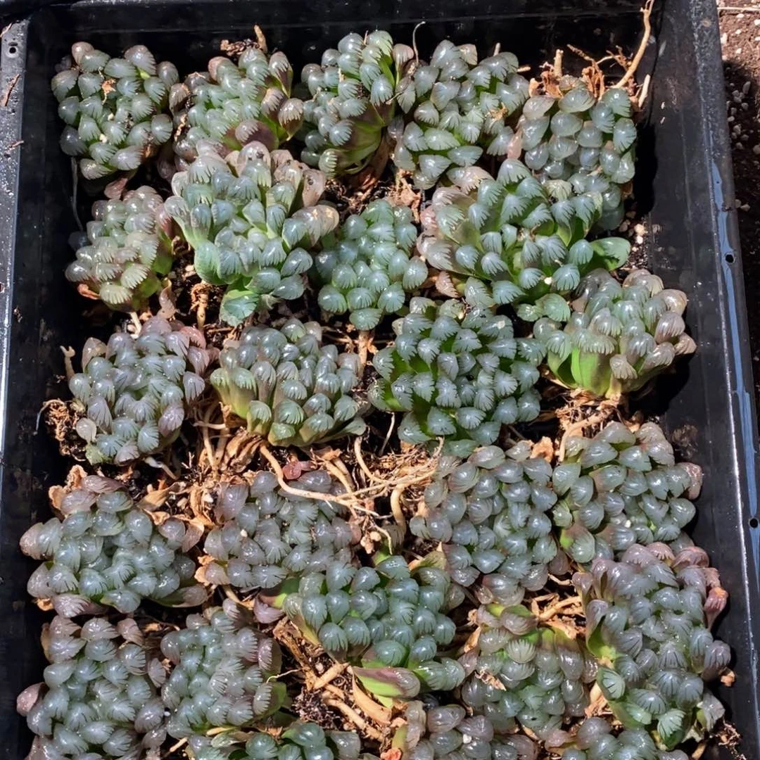 130 一颗优选实生超级冰灯玉露 新年整点福利