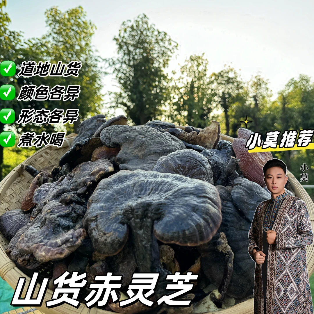 【赤灵芝】正宗山货  形态颜色各异 250g 起