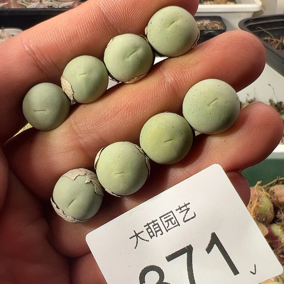 一物一拍。      371
