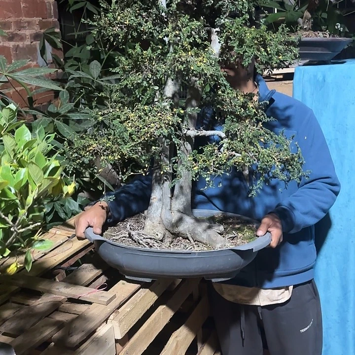 金***刚无花朵哈哈哈哈哈哈哈