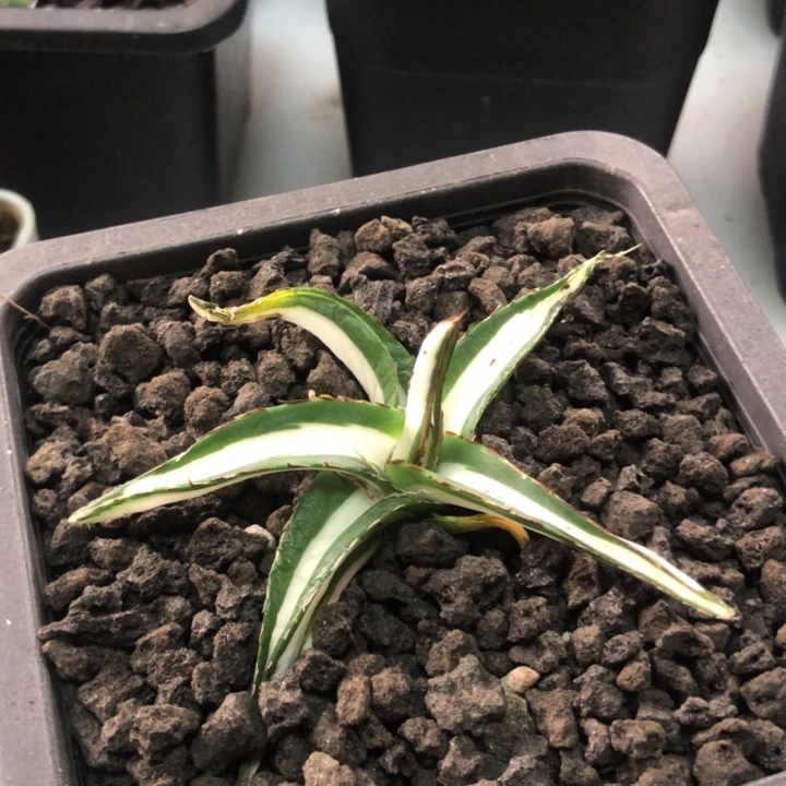 冰山白中斑龙舌兰